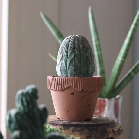 Euphorbia obesa × YAMABACHI var. N/OH  no.51910