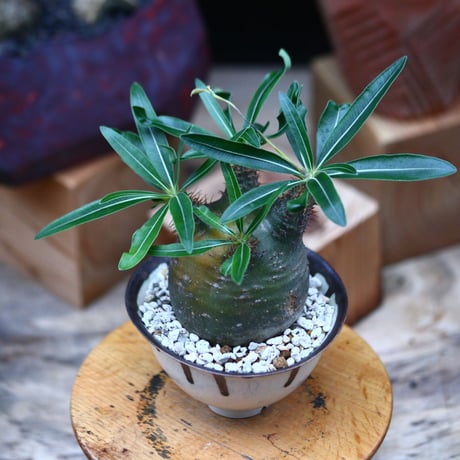 パキポディウム  グラキリス ／Pachypodium  gracilius     no.101039