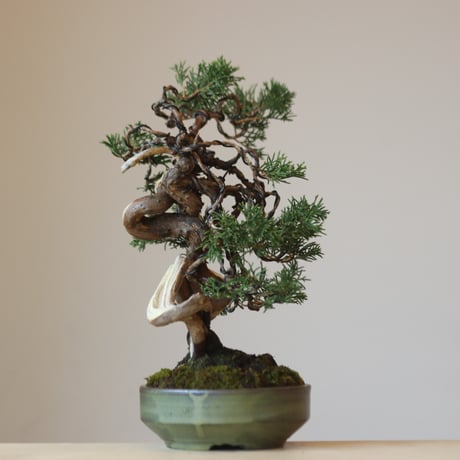 真柏 / YOSHIZAWA3-SHOHINBONSAI   no.223-41
