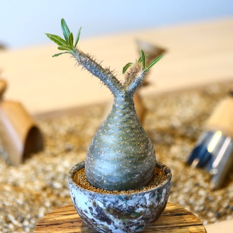 パキポディウム  グラキリス / Pachypodium  gracilius   no.50739