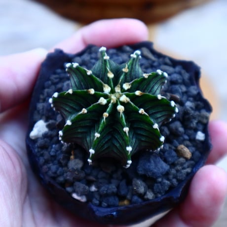 ギムノカリキウム   フィードリッフィーLB2178／Gymnocalycium friedrichii    no.80802
