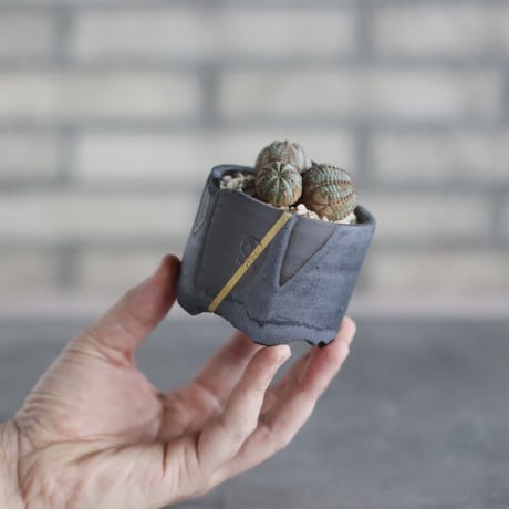 Euphorbia obesa × N/OH(2.5号)  no.510/31