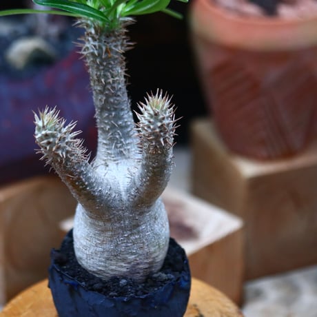 パキポディウム  イノピナツム／Pachypodium Inopinatum   no.101045