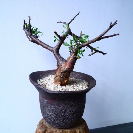 コミフォラ   フォリアセア   Commiphora  foliacea No.31035