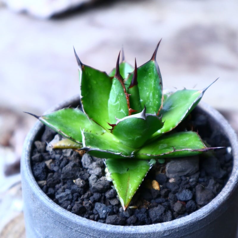 アガベ ホリダ Agave horrida no.102723 | 芽の巣山