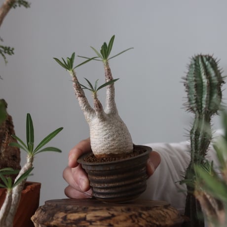 Pachypodium gracilius × たけろうポット    no.51221