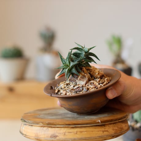 Aloe descoingsii × takero pot (3号)  no.111/20