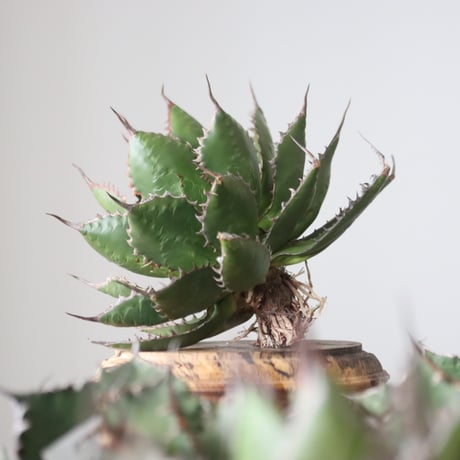 Agave horrida / Style of Chika　no.42161