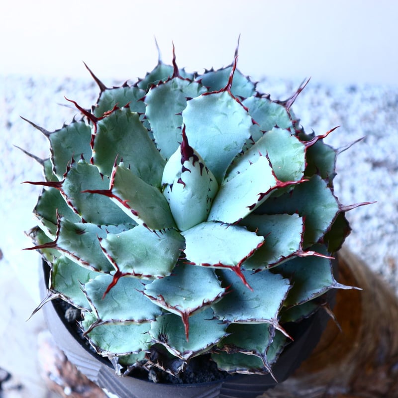 アガベ ポタトラム Agave potatorum no.12234 |