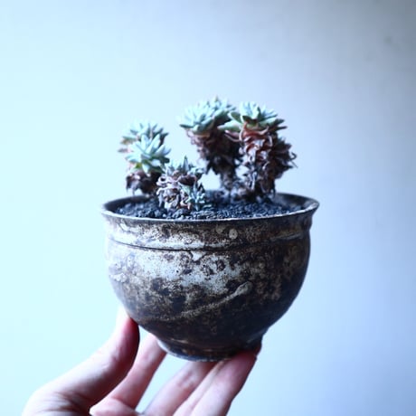 ダドレア グリーニー Dudleya greenei  no.21649