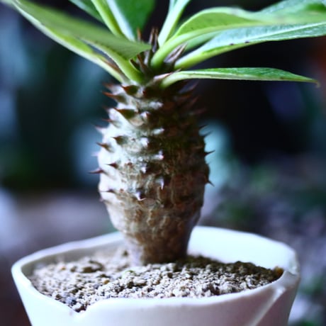 パキポディウム  ウィンゾリー 実生   Pachypodium baronii var. windsori    no.81609