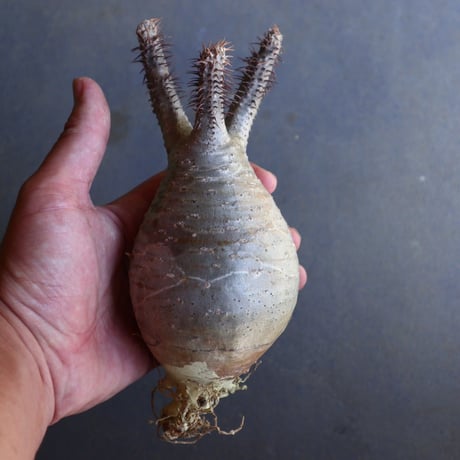 パキポディウム グラキリス 抜苗  Pachypodium rosulatum var. gracilius no.100629
