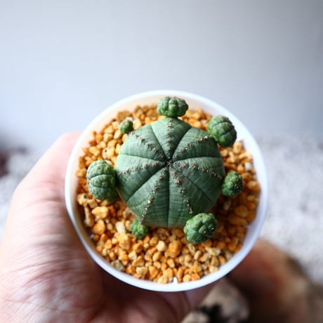 ユーフォルビア  オベサ  Euphorbia obesa  no.102820