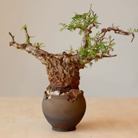 たけろうポット / ちぎり/ 白サビ / L no.211-58 | 芽の巣山