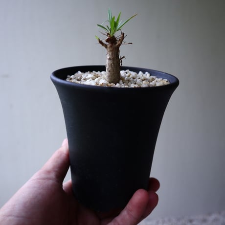 フォークイエリア   プルプシー    Fouquieria purpusii  no.92306