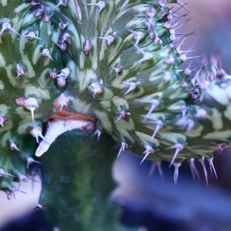 ユーフォルビア  ホルウーディ　綴化 接木／Euphorbia horwoodii  no.32106