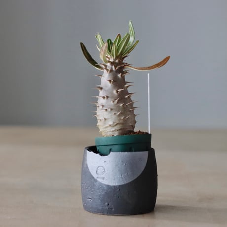 N/OH 植え替えセット / P. cactipes / 2.5号  no.810-14