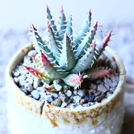 アロエ  エリナケア    Aloe melanacantha v. erinacea   no.11914