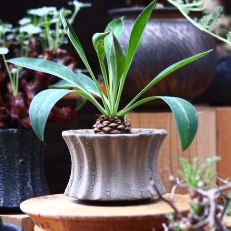 ユーフォルビア  鉄甲丸／Euphorbia bupleurifolia   no.40341