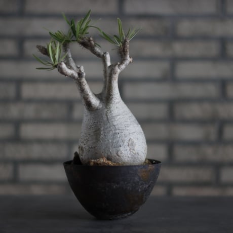 Pachypodium gracilius × takero pot (5.5号)  no.713-12