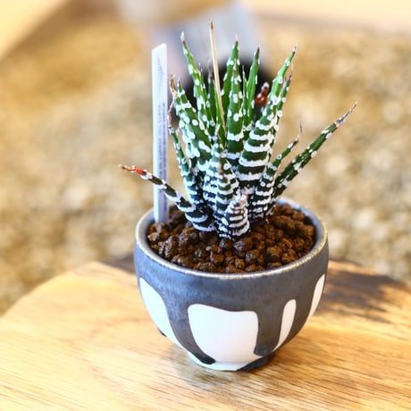 たけろうポット Haworthia 'Choveriba'   no.102218