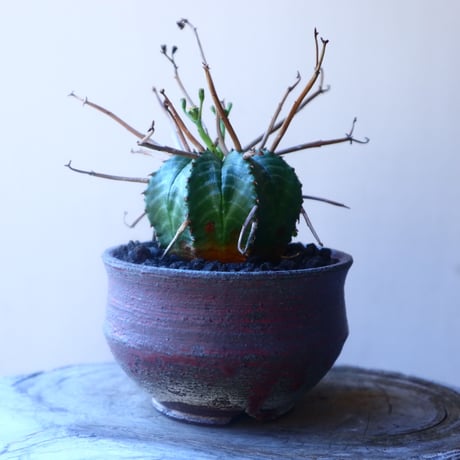 ユーフォルビア  バリダ    Euphorbia valida     no.20219