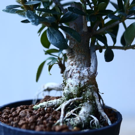 オリーブ　Olea europaea　 no.110842-1