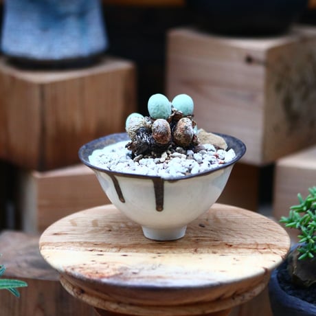 コノフィツム  カルキュルス／Conophytum calculus    no.102452