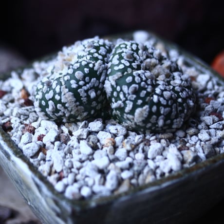 アストロフィツム   スーパー兜　Astrophytum asterias 'Super Kabuto'   no.42685