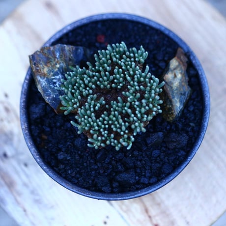 アボニア   クイナリア   アルストニー  赤花／Avonia quinaria ssp. alstonii    no.111403