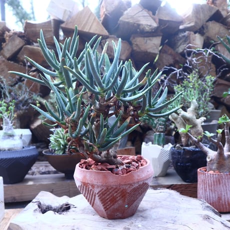 アロエ ラモシシマ ラモシッシマ 実生 多肉植物 珍奇植物 塊根 アロエ ラモシシマ ラモシッシマ 実生 多肉植物 珍奇植物 塊根