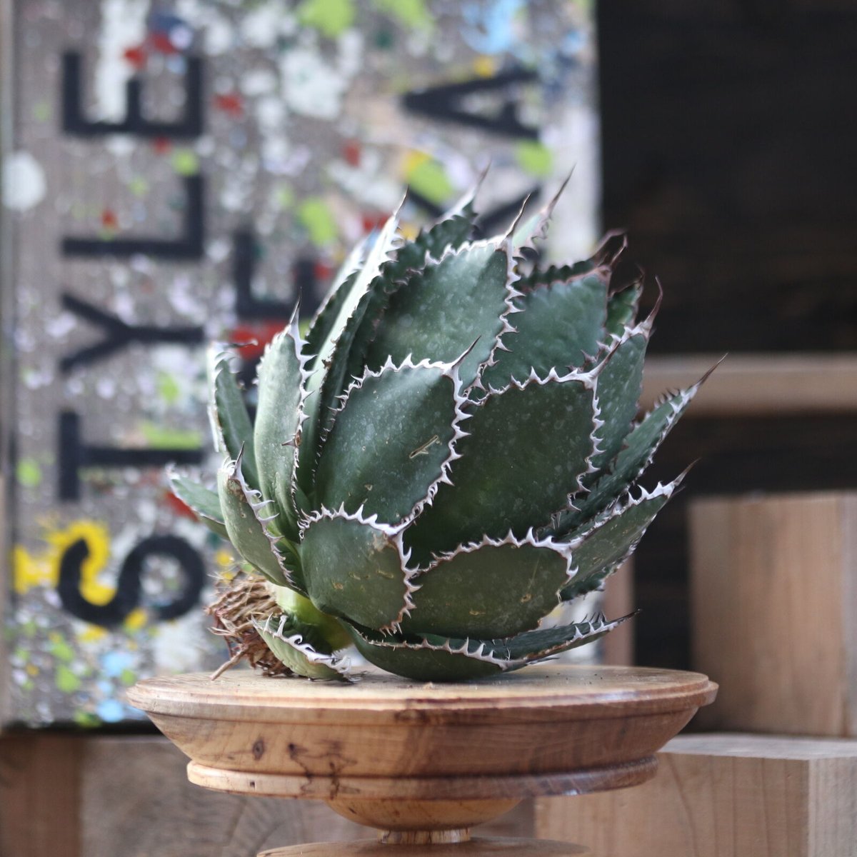 アガベ　ホリダ アガベ ホリダ／Agave horrida no.10347 | 芽の巣山