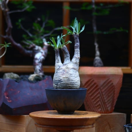パキポディウム  グラキリス ／Pachypodium  gracilius     no.101036