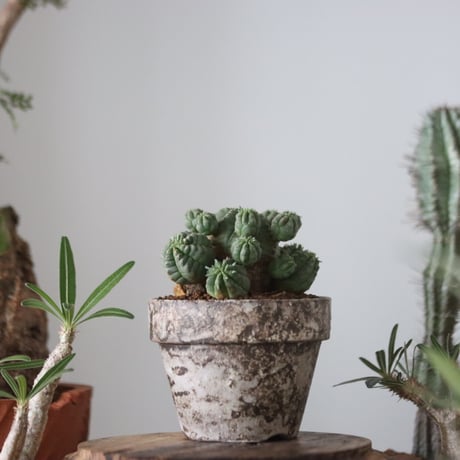 Euphorbia obesa 梵天  × たけろうポット    no.51207