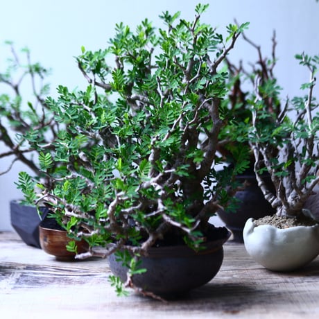 センナ メリディオナリス   Senna meridionalis  no.92701