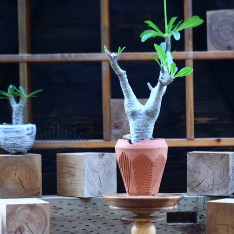 パキポディウム  マカイエンセ／Pachypodium Makayense       no.82920