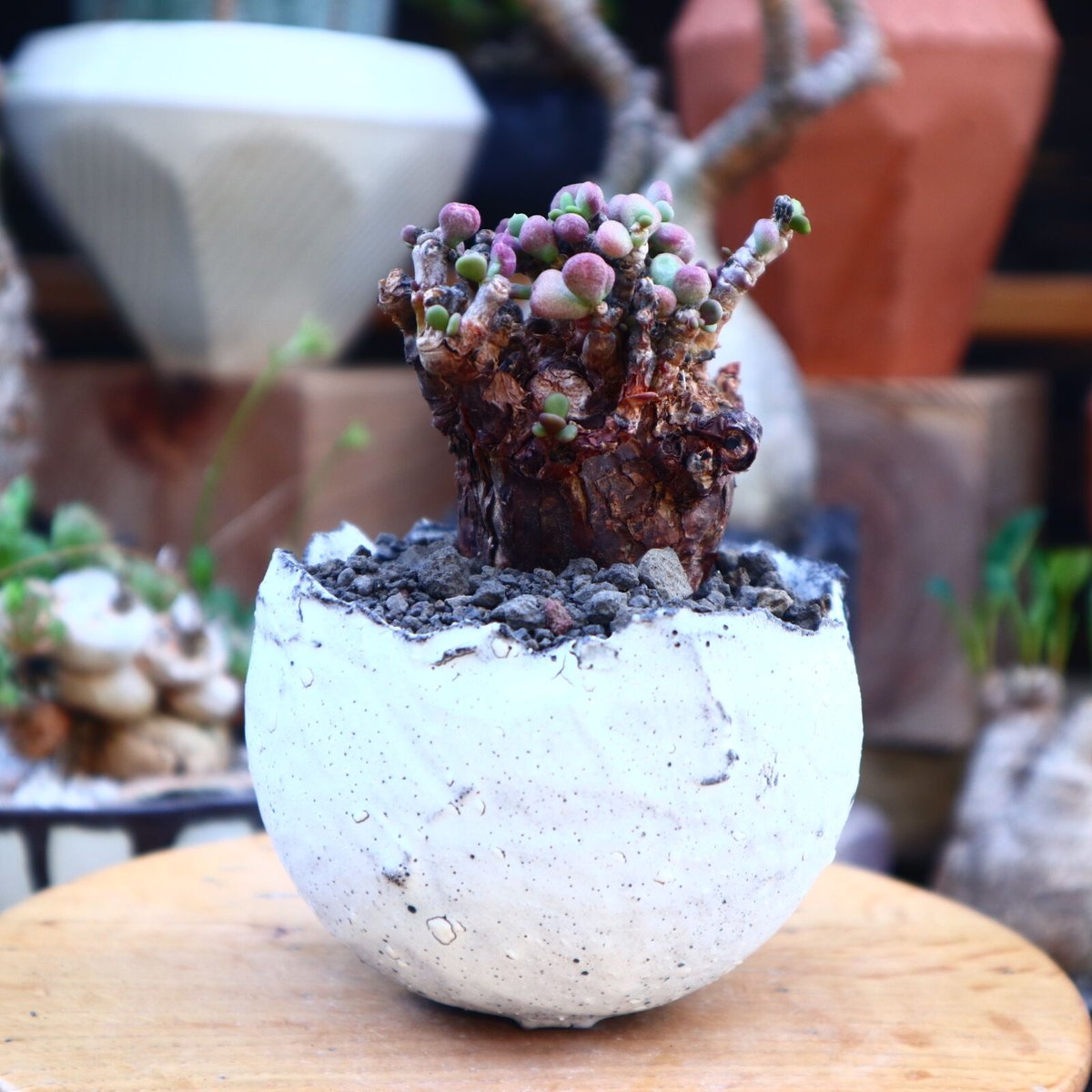Ramat Planter #265 × ケラリア ピグマエア Ramat Planter #265 × ケラリア ピグマエア