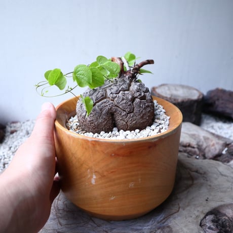 ディオスコレア   亀甲竜    Dioscorea elephantipe     no.112410