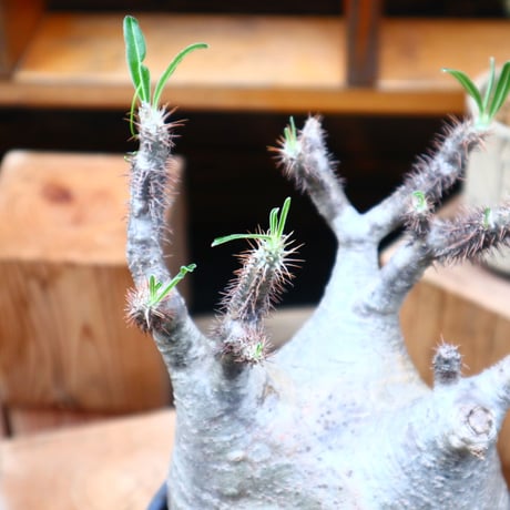 パキポディウム  グラキリス／Pachypodium  gracilius     no.61903