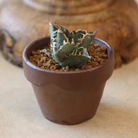 Agave titanota 姫厳竜 × YAMABACHI var. 六本芽   no.124-35