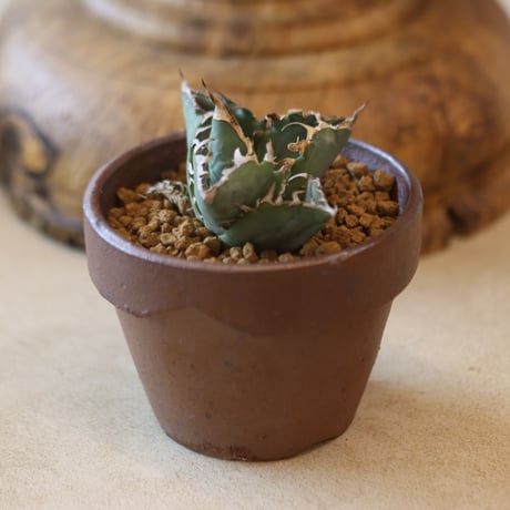 Agave titanota 姫厳竜 × YAMABACHI var. 六本芽   no.124-35