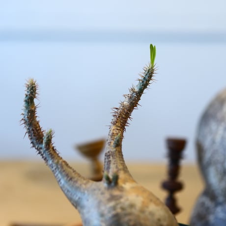 Pachypodium gracilius   no.32411
