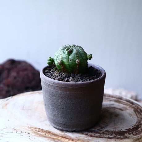 ユーフォルビア  仔吹きオベサ     Euphorbia obesa　no.71421