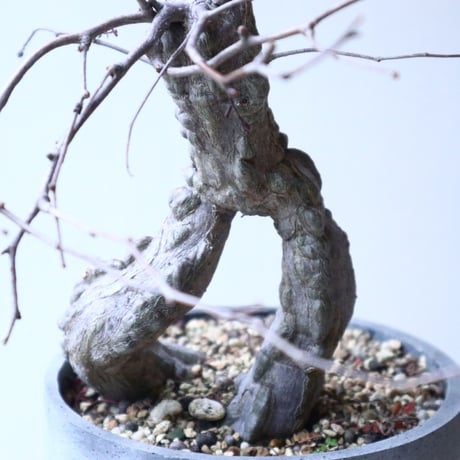 オペルクリカリア  パキプス × ヒファエノイデス     Operculicarya  pachypus × hyphaenoides    no.120162