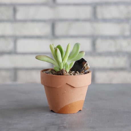 Kalanchoe luciae oricula × YAMABACHI (3号) no.621/58