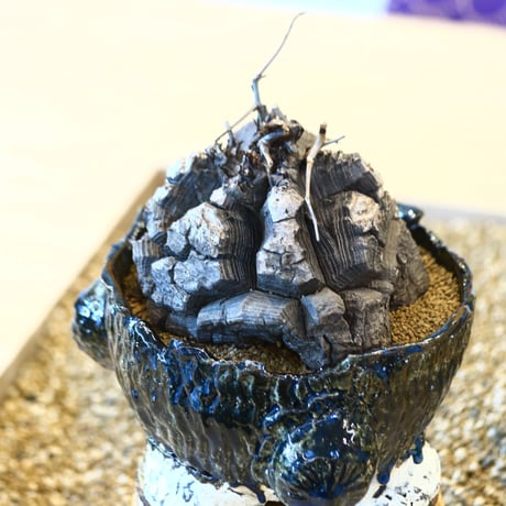 Dioscorea elephantipe × Ricca Okano    no.100851