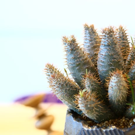 N/OH × Pachypodium  gracilius (実生)    no.61859
