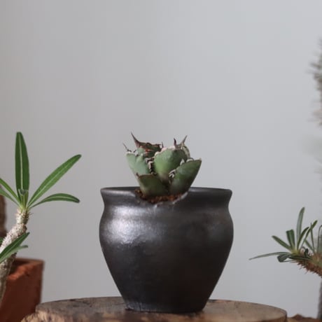 Agave titanota"FO-076"× N/OH 　no.51213