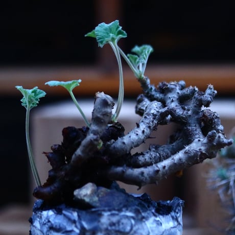 ぺラルゴ二ウム   エキナツム／Pelargonium  lechinatum   no.111448