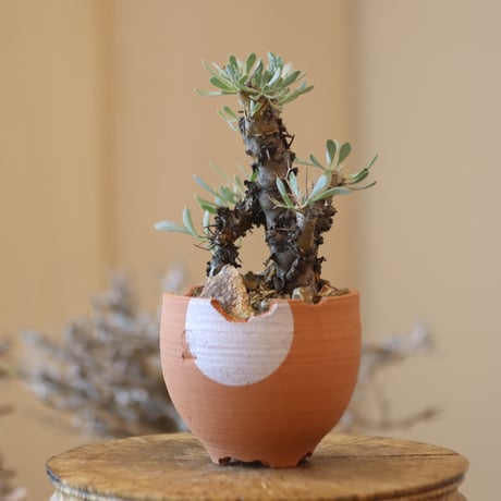 Othonna euphorbioides (黒鬼城) × N/OH   no.119-25
